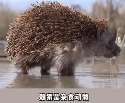 �������ʳ���ﻹ����ʳ���� ��⬳�ʲôʳ��