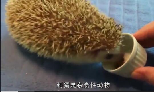 �������ʳ���ﻹ����ʳ���� ��⬳�ʲôʳ��