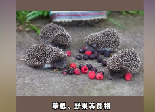 �������ʳ���ﻹ����ʳ���� ��⬳�ʲôʳ��