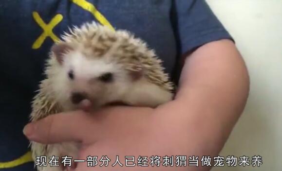 �������ʳ���ﻹ����ʳ���� ��⬳�ʲôʳ��