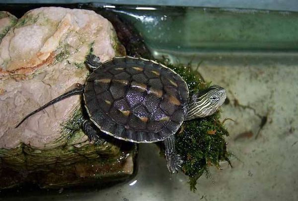 �л��ݹ�Ϊʲô���Ǳ����� �л��ݹ�۸�����ܳ����