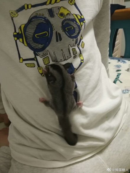 为什么说蜜袋鼯是玻璃心 蜜袋鼯认主人吗