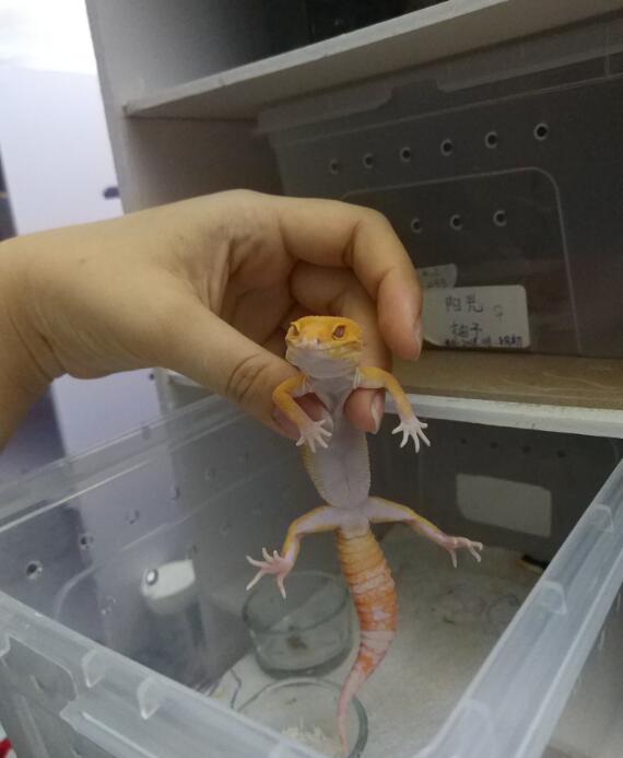 �����ع��ĸ�Ʒ�ֺÿ� �������೤ҧ����