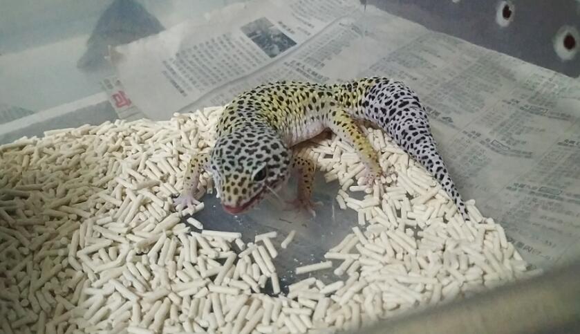 �����ع��ĸ�Ʒ�ֺÿ� �������೤ҧ����