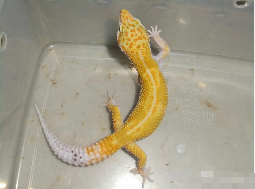 �����ع��ĸ�Ʒ�ֺÿ� �������೤ҧ����