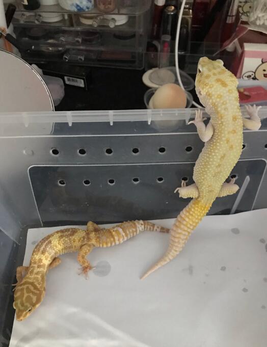 �����ع��ĸ�Ʒ�ֺÿ� �������೤ҧ����