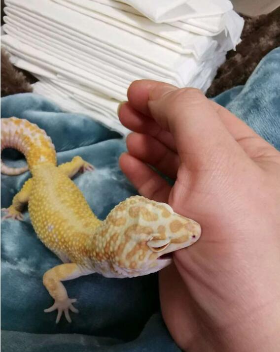 �����ع��ĸ�Ʒ�ֺÿ� �������೤ҧ����