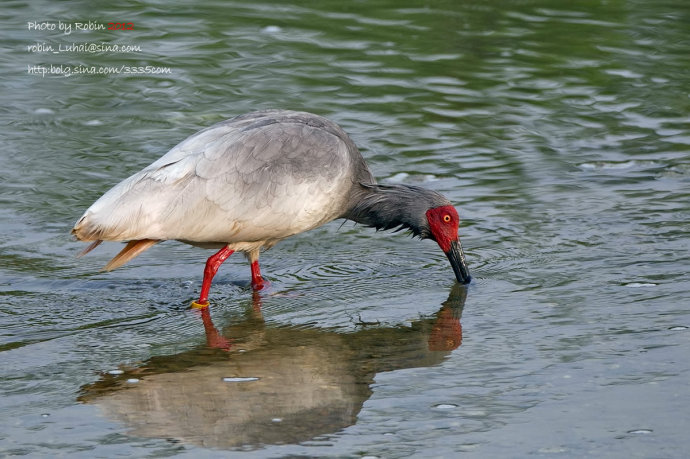 朱鹮为什么是日本的国鸟?朱鹮濒临灭绝的原因分析