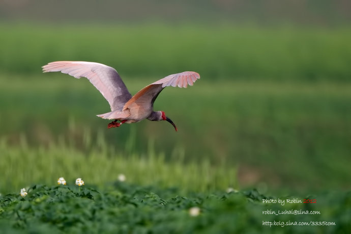 ���qΪʲô���ձ��Ĺ���?���q���������ԭ�����