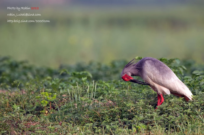 朱鹮为什么是日本的国鸟?朱鹮濒临灭绝的原因分析