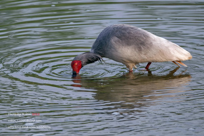 朱鹮为什么是日本的国鸟?朱鹮濒临灭绝的原因分析