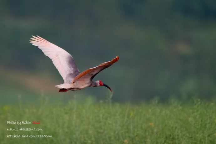 朱鹮为什么是日本的国鸟?朱鹮濒临灭绝的原因分析