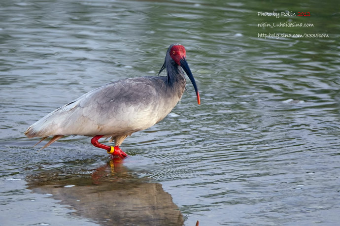 朱鹮为什么是日本的国鸟?朱鹮濒临灭绝的原因分析