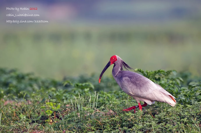 朱鹮为什么是日本的国鸟?朱鹮濒临灭绝的原因分析