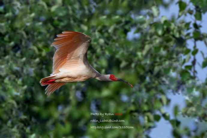 朱鹮为什么是日本的国鸟?朱鹮濒临灭绝的原因分析