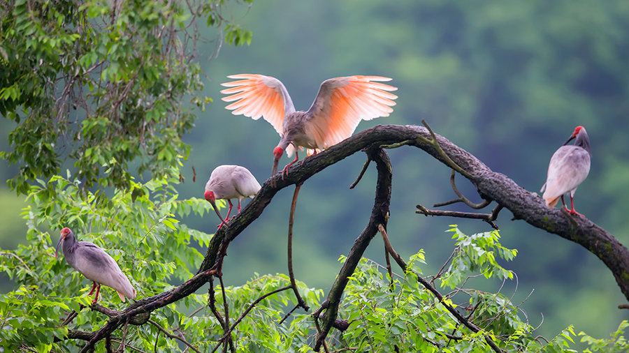 朱鹮为什么是日本的国鸟?朱鹮濒临灭绝的原因分析