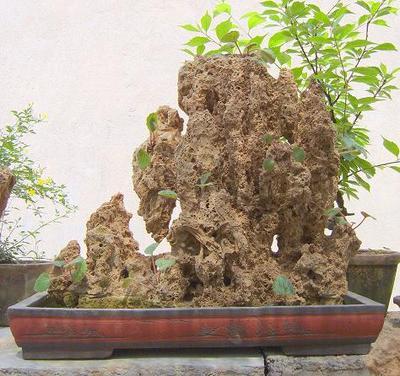 ��ˮʯ��ô��ֲ�� ��ֲ��Щ����ĲݱȽϺÿ���