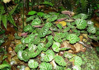 ��ˮʯ��ô��ֲ�� ��ֲ��Щ����ĲݱȽϺÿ���