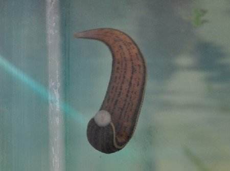 河蟹体内的蚂蟥怎么杀掉 如何去除河蚌体内蚂蟥等微生物