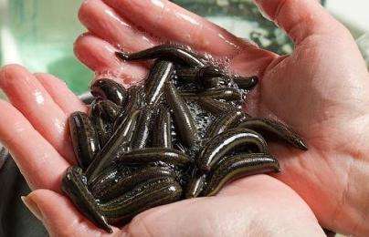 河蟹体内的蚂蟥怎么杀掉 如何去除河蚌体内蚂蟥等微生物