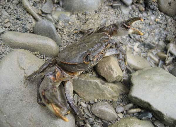 河蟹体内的蚂蟥怎么杀掉 如何去除河蚌体内蚂蟥等微生物