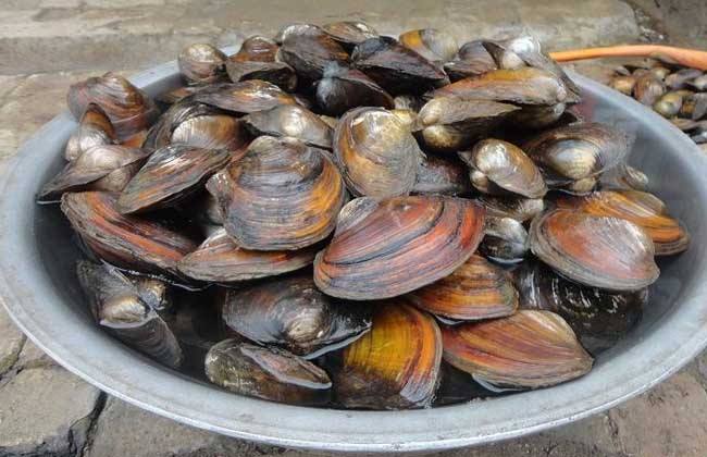 河蟹体内的蚂蟥怎么杀掉 如何去除河蚌体内蚂蟥等微生物