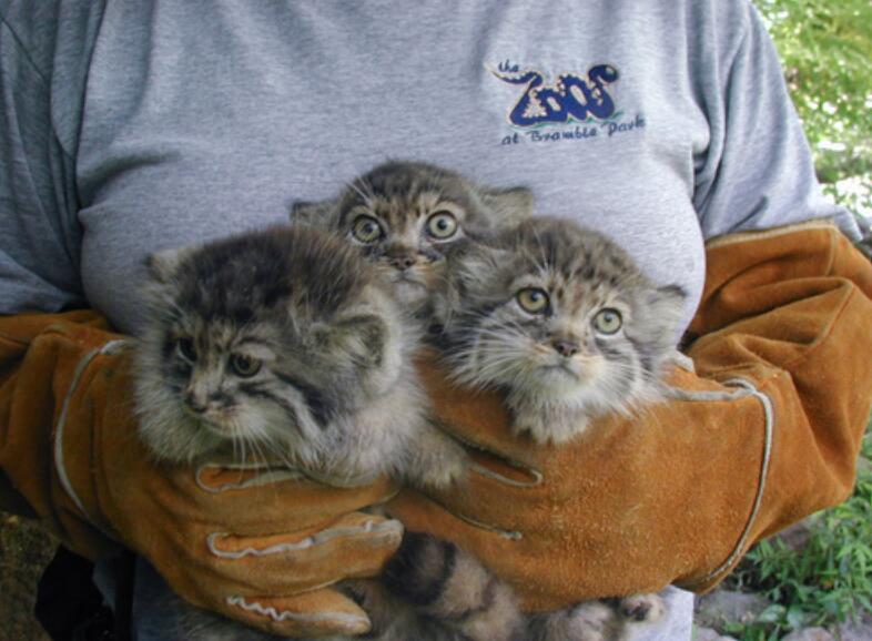 ���������������� ��ʵ�������ײе�ʲô�̶�