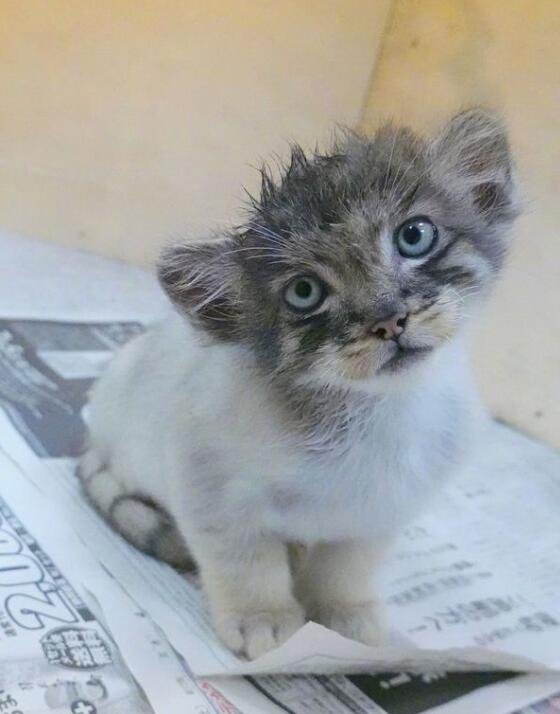 ���������������� ��ʵ�������ײе�ʲô�̶�