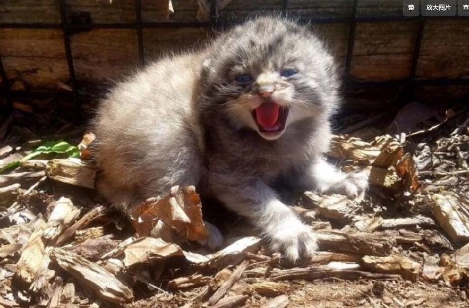 ���������������� ��ʵ�������ײе�ʲô�̶�