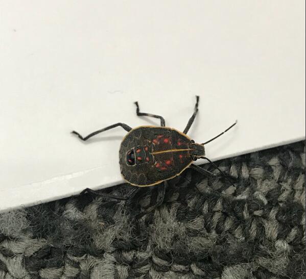 屋里有臭大姐的原因是什么 防止臭大姐小妙招来了