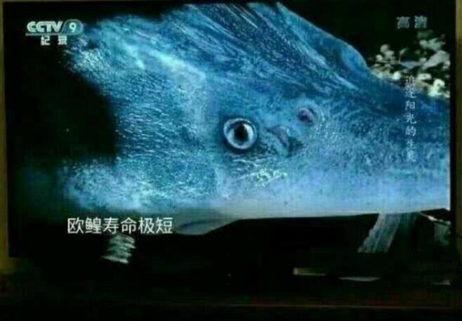 ŷ����ʲô��˼ ŷ������������ʲô��