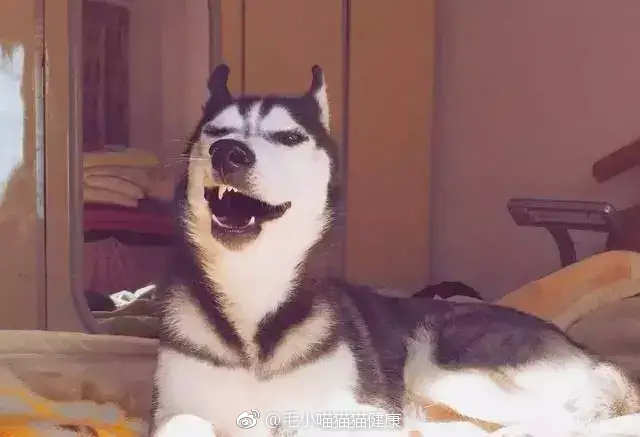 ��ʿ��ʽ������ʲô��˼ ����ʿ��ʽ����̸��������