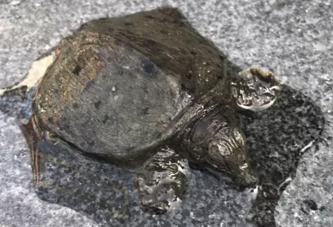 ��䴫˵Ϊʲô��·��񲻵� 1965��ޱ��¼��������