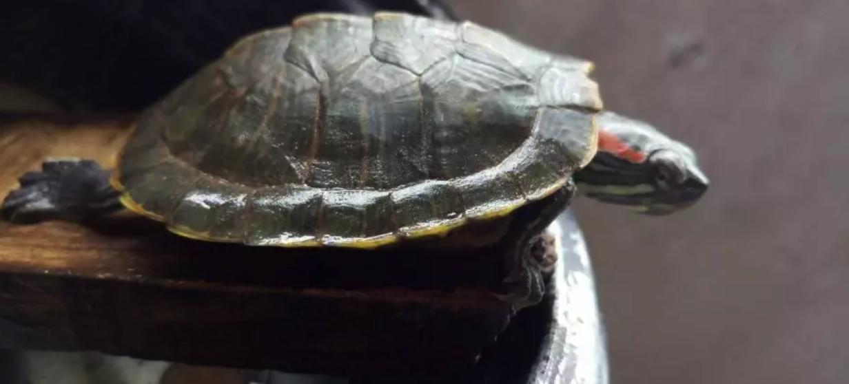 ��䴫˵Ϊʲô��·��񲻵� 1965��ޱ��¼��������