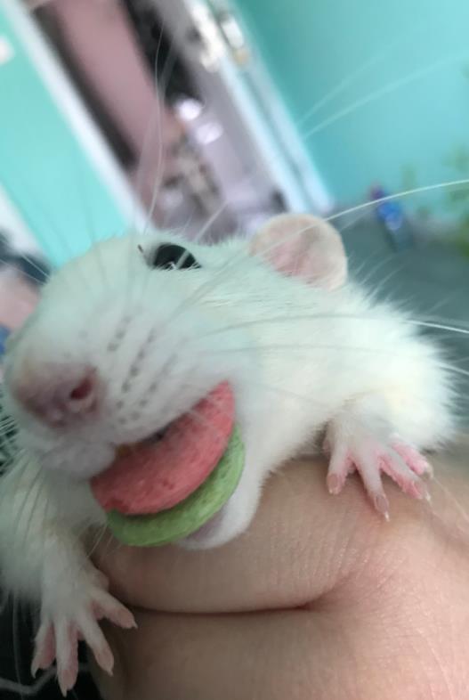 ��һֻ��֦���µ��� ��֦��ϲ�����˵ı�������Щ