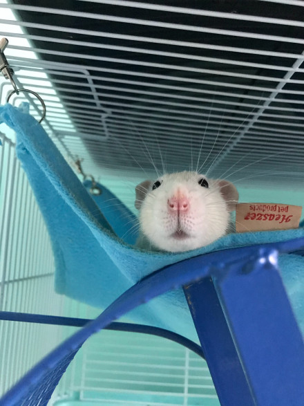 ��һֻ��֦���µ��� ��֦��ϲ�����˵ı�������Щ