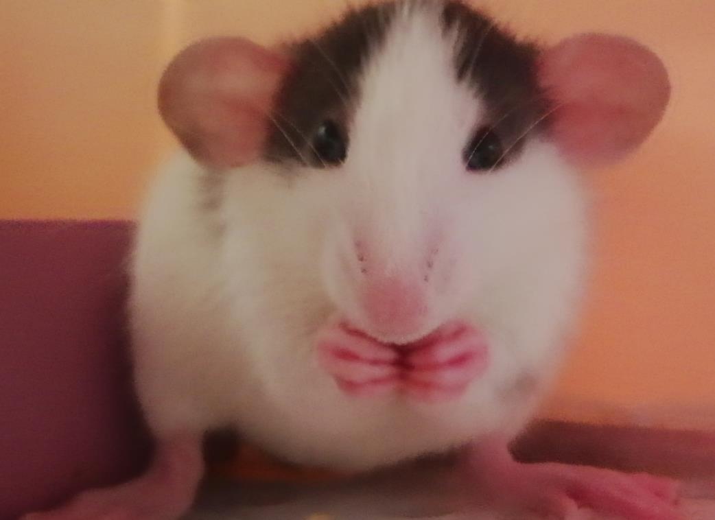 ��һֻ��֦���µ��� ��֦��ϲ�����˵ı�������Щ