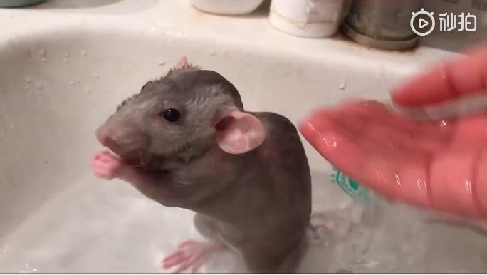 ��һֻ��֦���µ��� ��֦��ϲ�����˵ı�������Щ