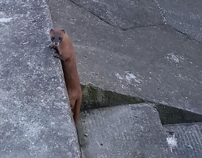 �����ɵĺô� ���ɸ������������Ե�����