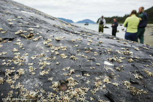 ��ʭ�ܳ��� ��ʭ�����ܲ���ɱ������