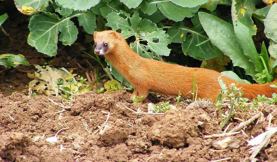 ��������ʲô��ô���� ������Ϊʲô����ɱ��