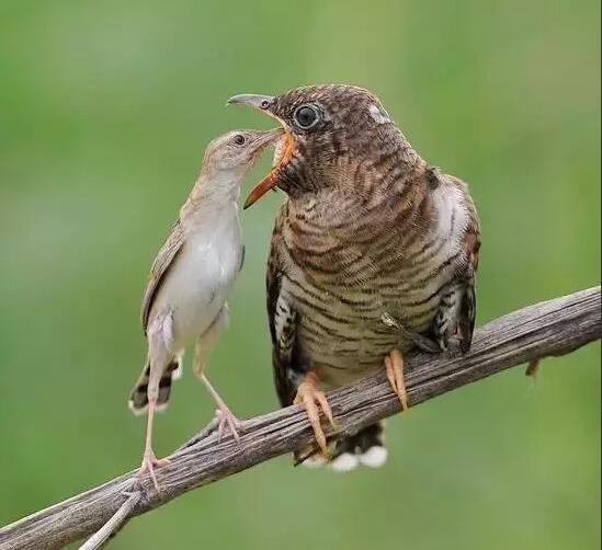 ��Щ���ʶ�ƶž���Ĺ�� �ž��������Ϊʲô���Ƶ���ô��