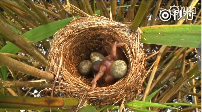 杜鹃雏鸟想把别的蛋推出巢外小时候看完杜鹃鸟的故事以后,大家都会