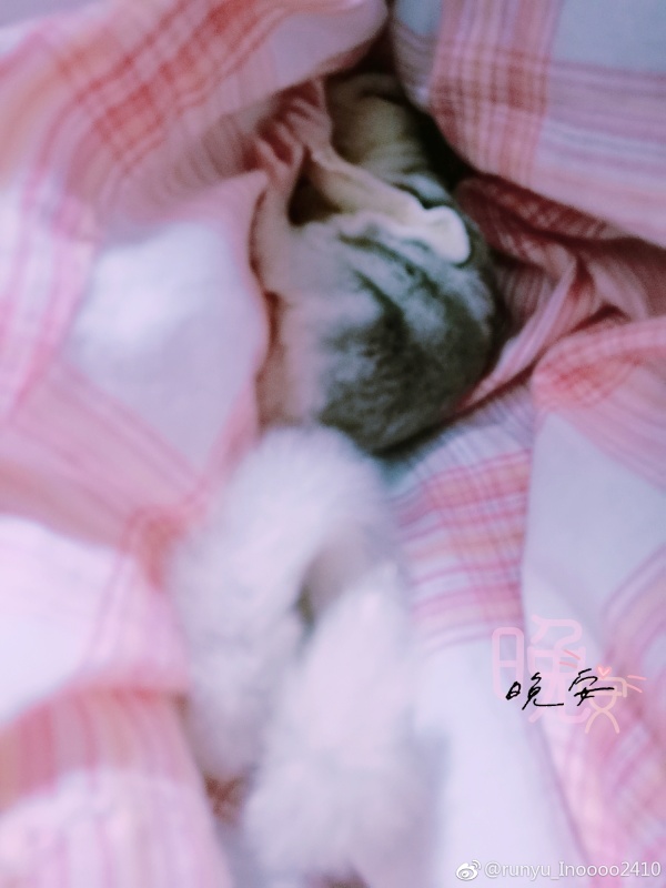 �۴����д�Ⱦ���� �۴���Ϊʲô���Բ�