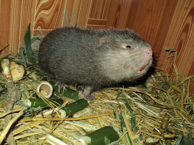 所以它的价值远远超过老鼠和荷兰鼠,并且被大规模养殖