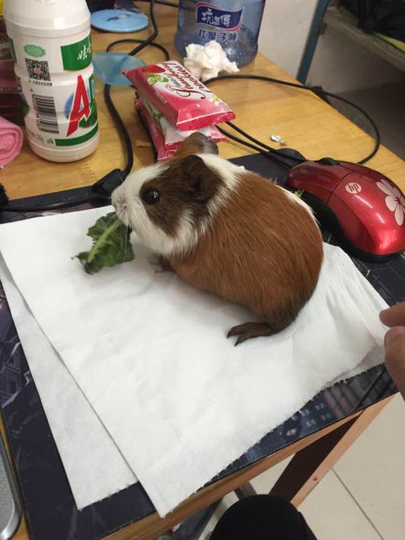 �������󡢺�������ʲô���� �������è��ʲô��ϵ