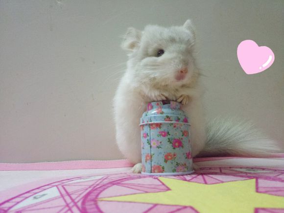 �������󡢺�������ʲô���� �������è��ʲô��ϵ