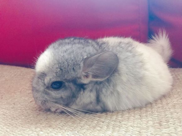 �������󡢺�������ʲô���� �������è��ʲô��ϵ