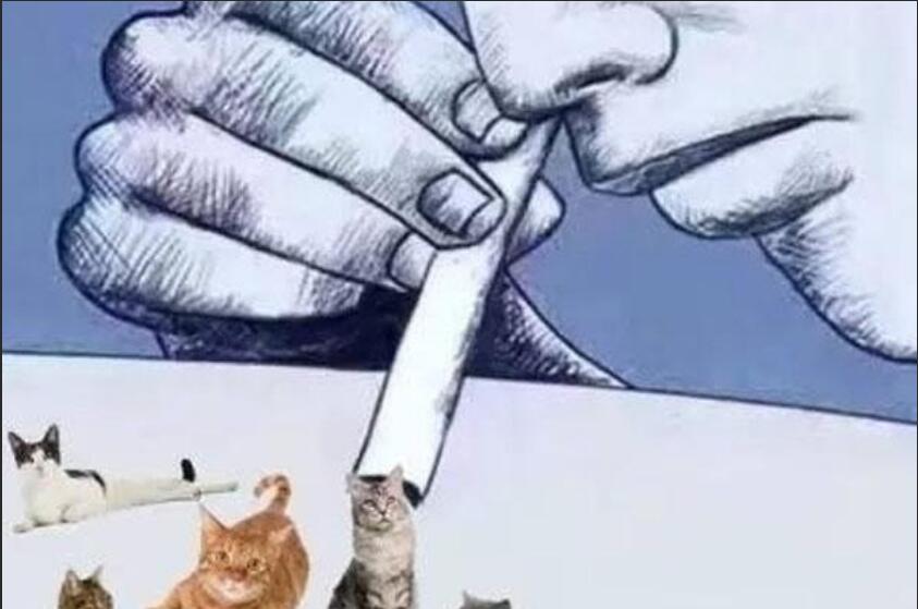 ��èҲ������� ��è���Ŀ�ѧ��������