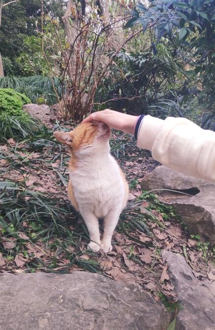 ��èҲ������� ��è���Ŀ�ѧ��������